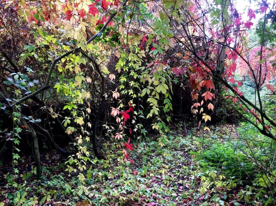 Forestry Cottage. Hot Tub, Open Fire, Dog Friendly Gaywood ภายนอก รูปภาพ